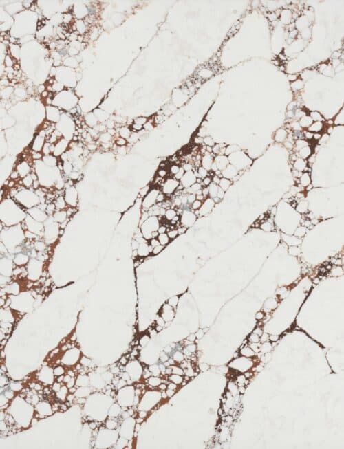 Viola Rosse sample: white with deep red veining